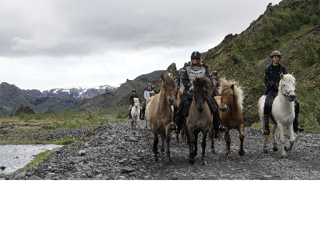 Riding with the Herd in Iceland 